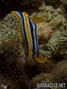foto de buceo