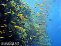 foto de buceo