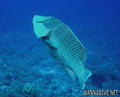 foto de buceo