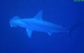 foto de buceo