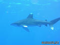 foto de buceo