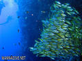 foto de buceo