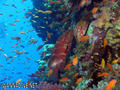 foto de buceo