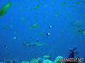 foto de buceo
