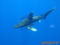 foto de buceo