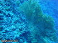 foto de buceo