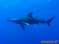foto de buceo