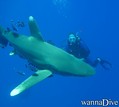 foto de buceo