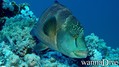 foto de buceo