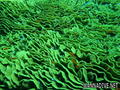 foto de buceo