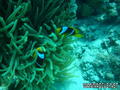 foto de buceo