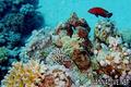 foto de buceo