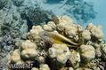 foto de buceo