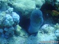 foto de buceo