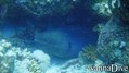 foto de buceo