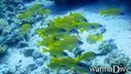 foto de buceo