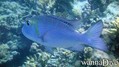 foto de buceo