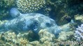 foto de buceo