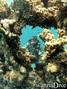 foto de buceo