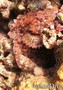 foto de buceo