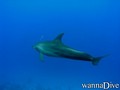 foto de buceo