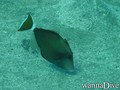 foto de buceo