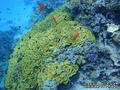 foto de buceo