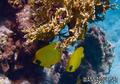 foto de buceo