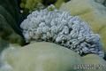 foto de buceo