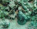 foto de buceo