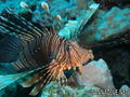 foto de buceo