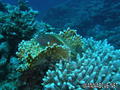 foto de buceo