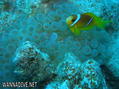 foto de buceo