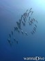 foto de buceo