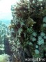 foto de buceo