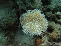 foto de buceo