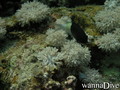 foto de buceo