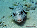 foto de buceo