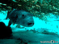 foto de buceo