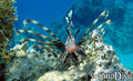 foto de buceo