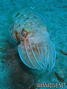 foto de buceo