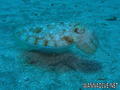 foto de buceo