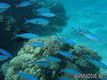 foto de buceo