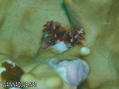 foto de buceo