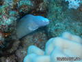 foto de buceo