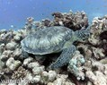 foto de buceo