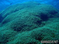 foto de buceo