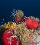 foto de buceo