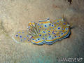 foto de buceo