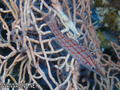 foto de buceo